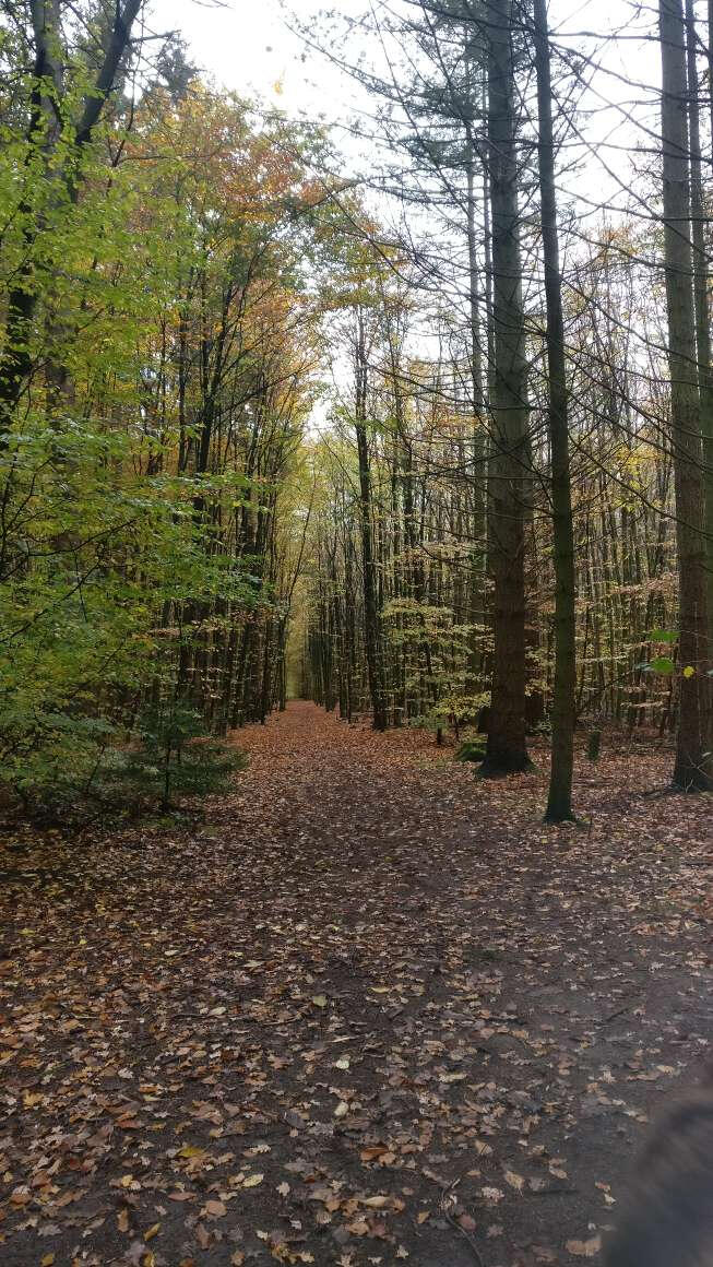 Salina - German woods